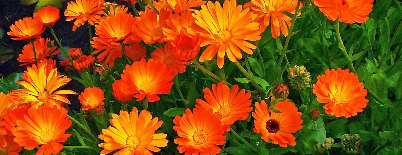 Calendula officinalis l календула лекарственная